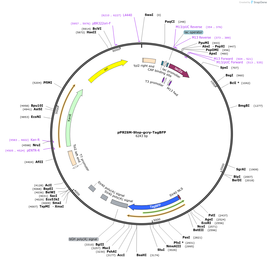 117771-plasmid-map-sequence-id-229893