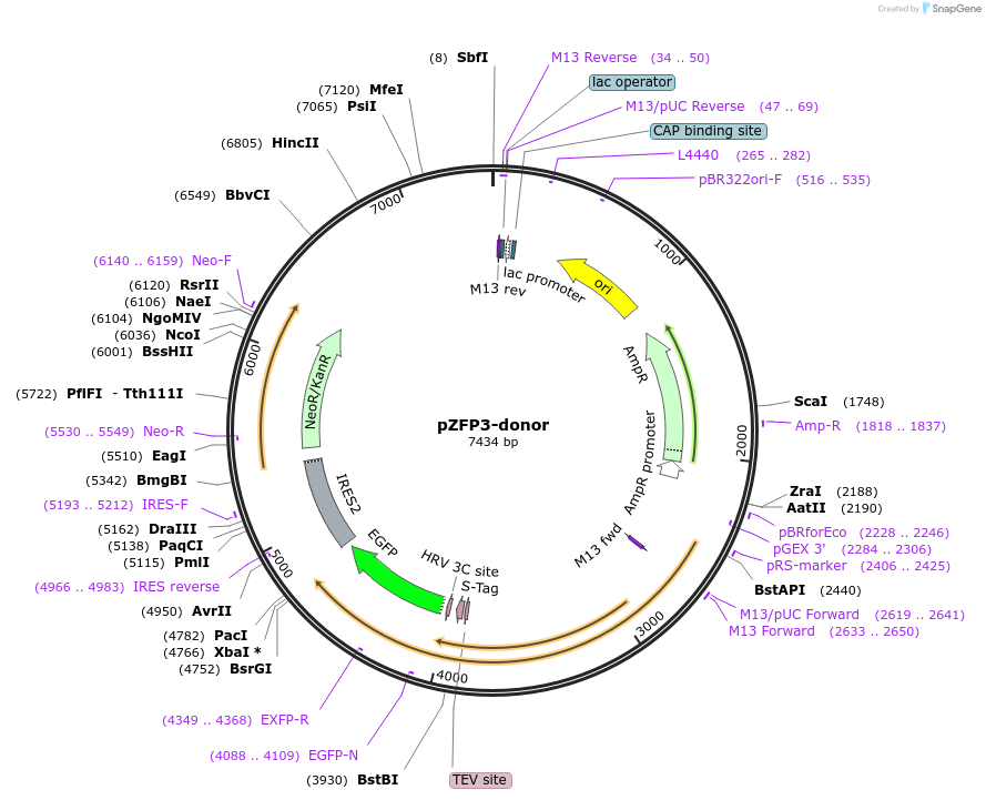 113811-plasmid-map-sequence-id-229896