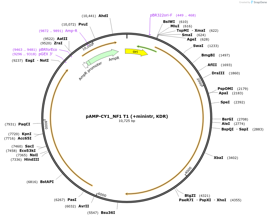 119200-plasmid-map-sequence-id-229904