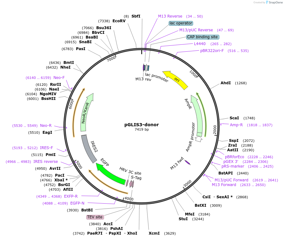 113812-plasmid-map-sequence-id-229905