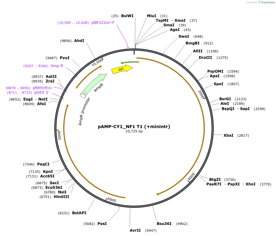 119204-plasmid-map-sequence-id-229906
