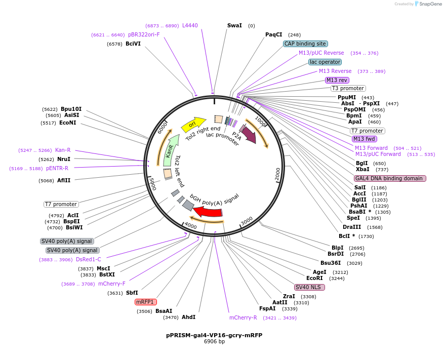 117778-plasmid-map-sequence-id-229907