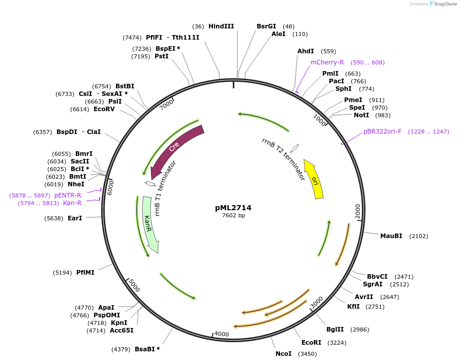 117498-plasmid-map-sequence-id-229909