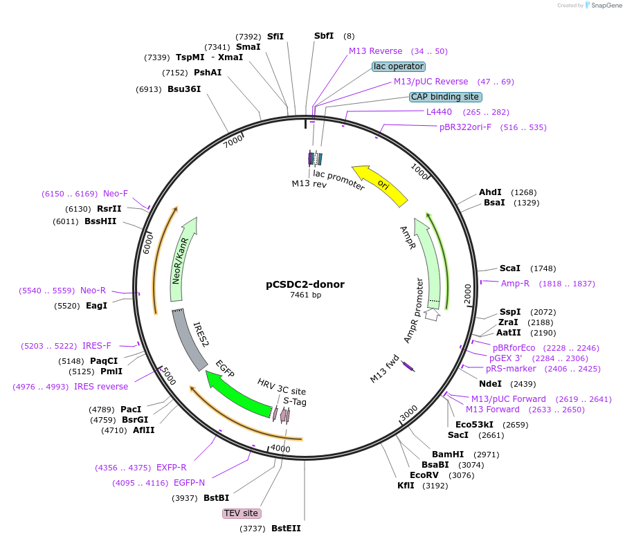 113813-plasmid-map-sequence-id-229910