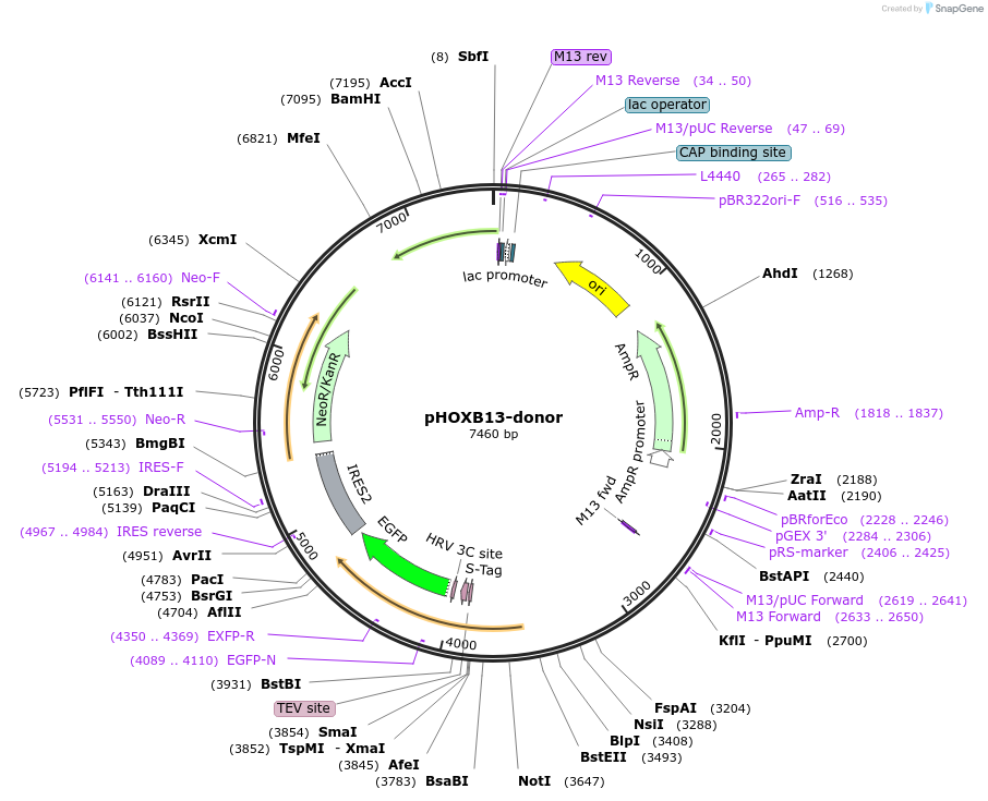 113814-plasmid-map-sequence-id-229911