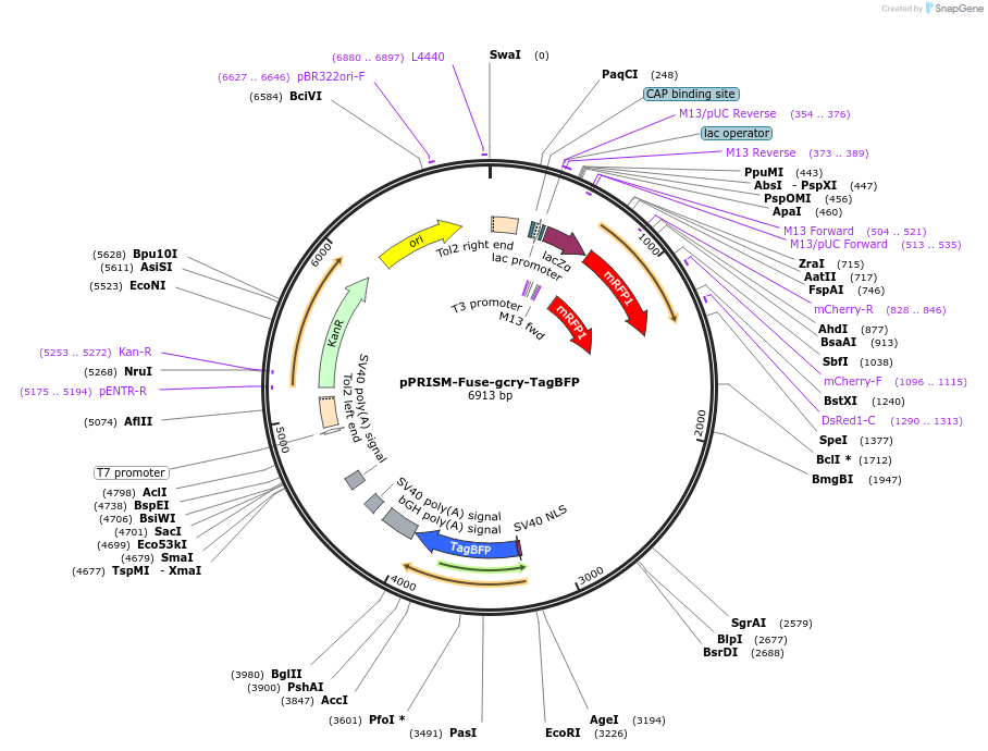 117783-plasmid-map-sequence-id-229912