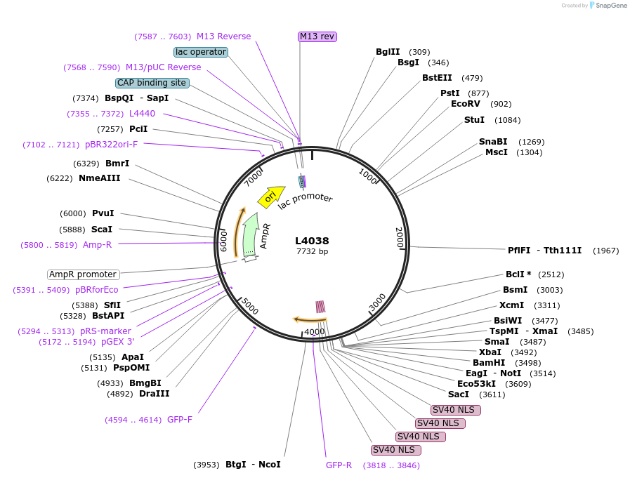 1620-plasmid-map-sequence-id-230