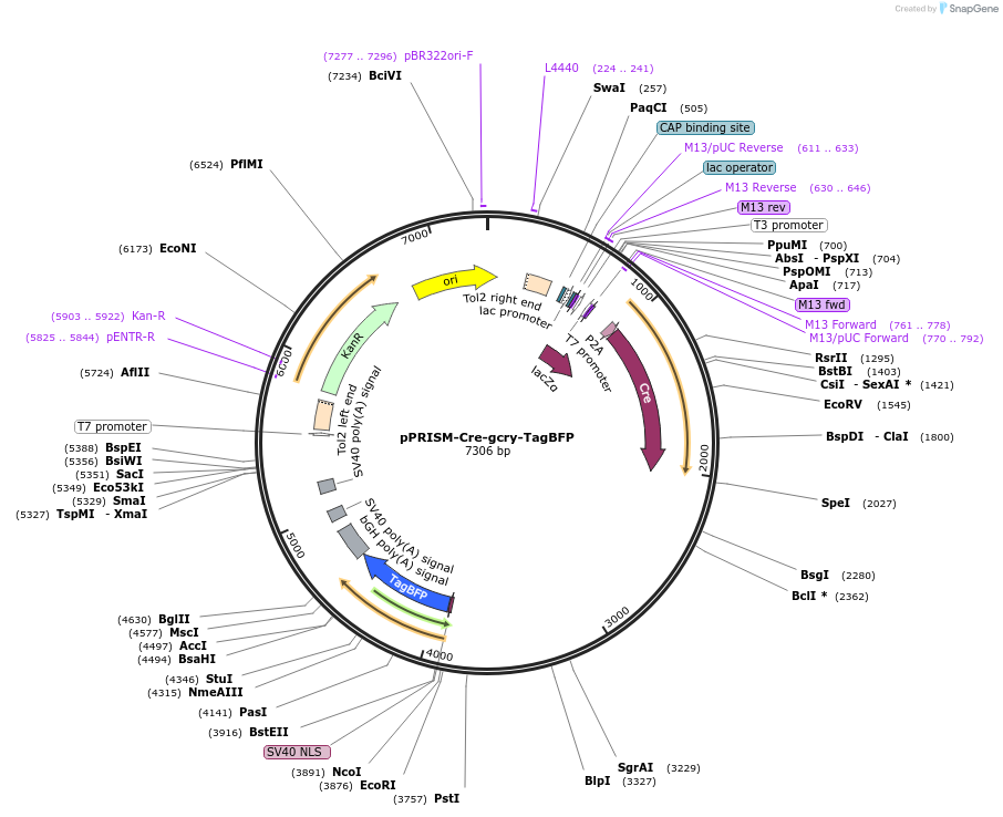 117789-plasmid-map-sequence-id-230141