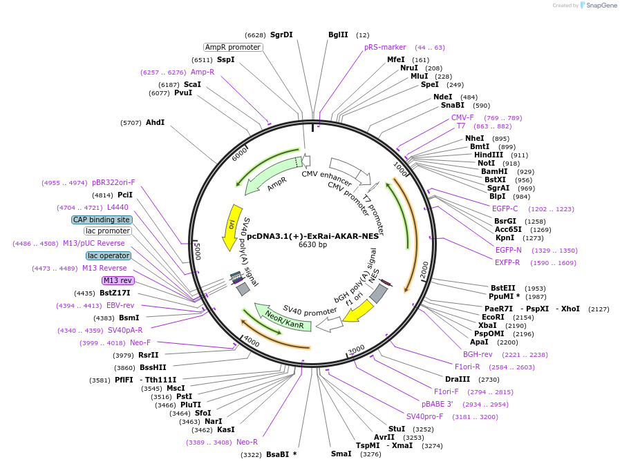 118407-plasmid-map-sequence-id-230143