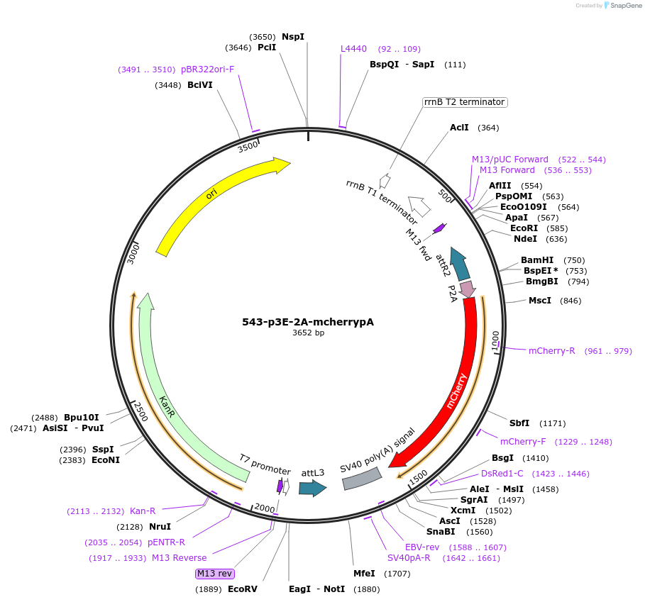 26031-plasmid-map-sequence-id-230146