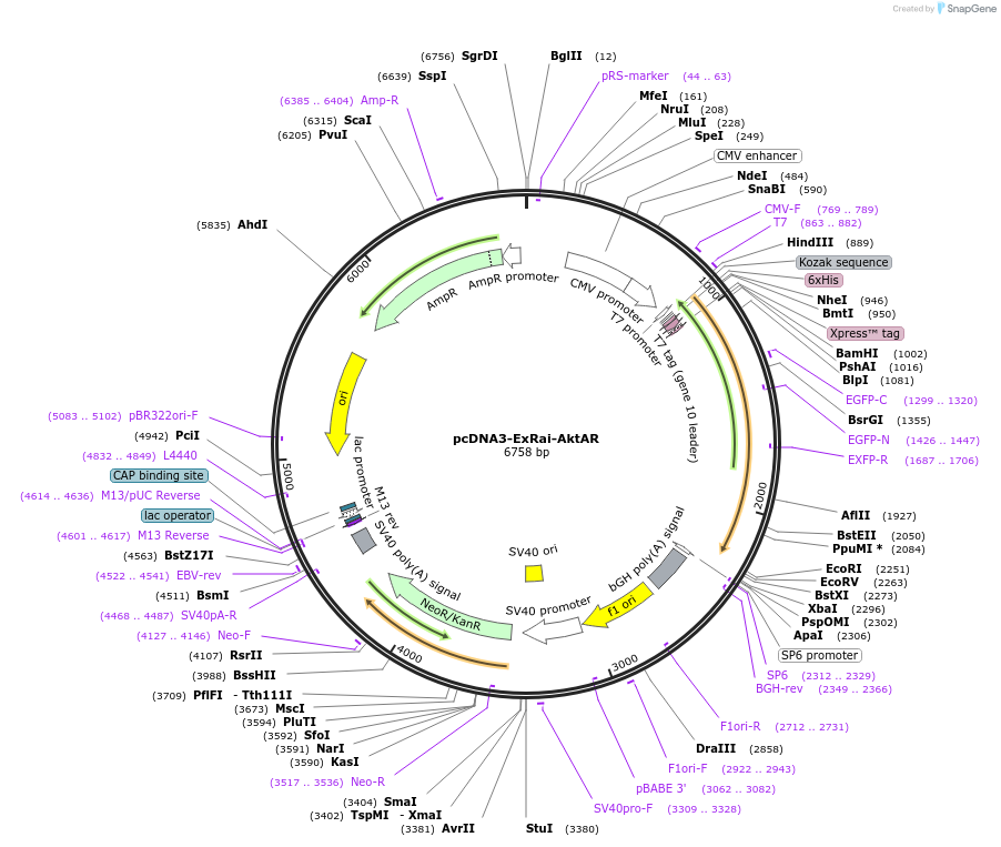 118462-plasmid-map-sequence-id-230151