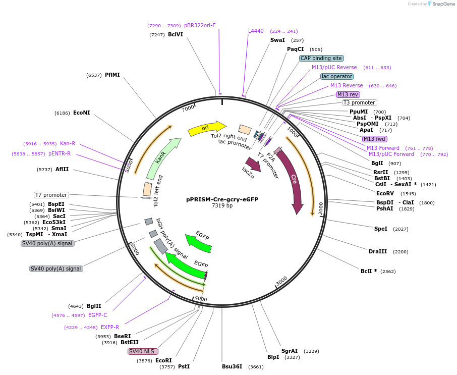 117791-plasmid-map-sequence-id-230152
