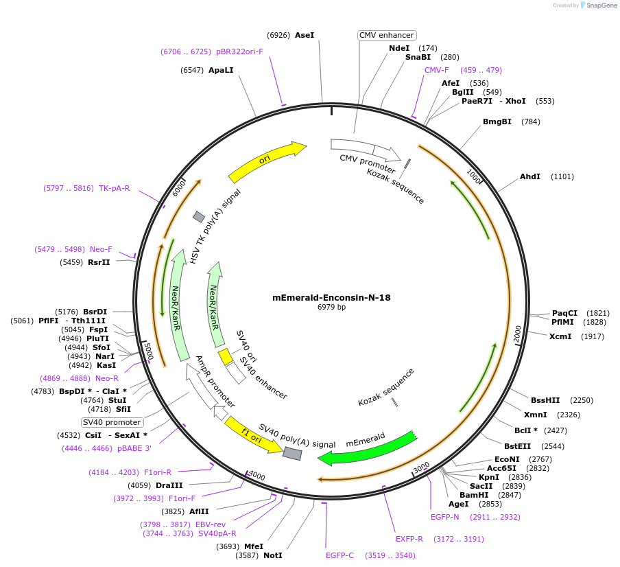 62754-plasmid-map-sequence-id-230170