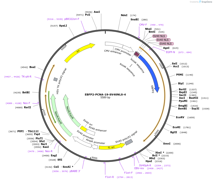 55250-plasmid-map-sequence-id-230171