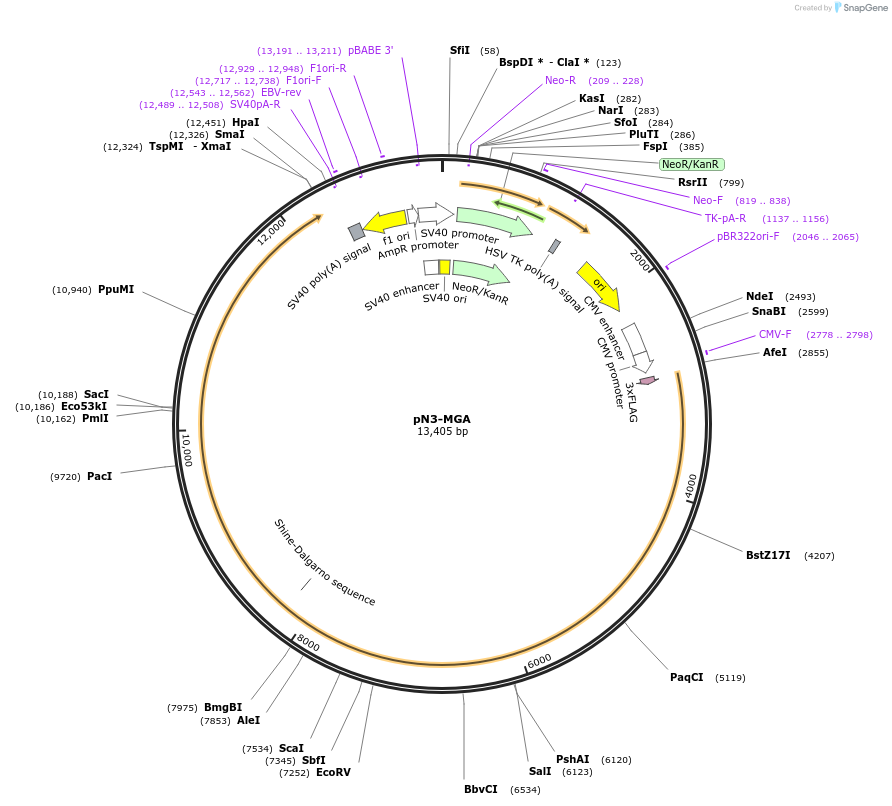 107715-plasmid-map-sequence-id-230172