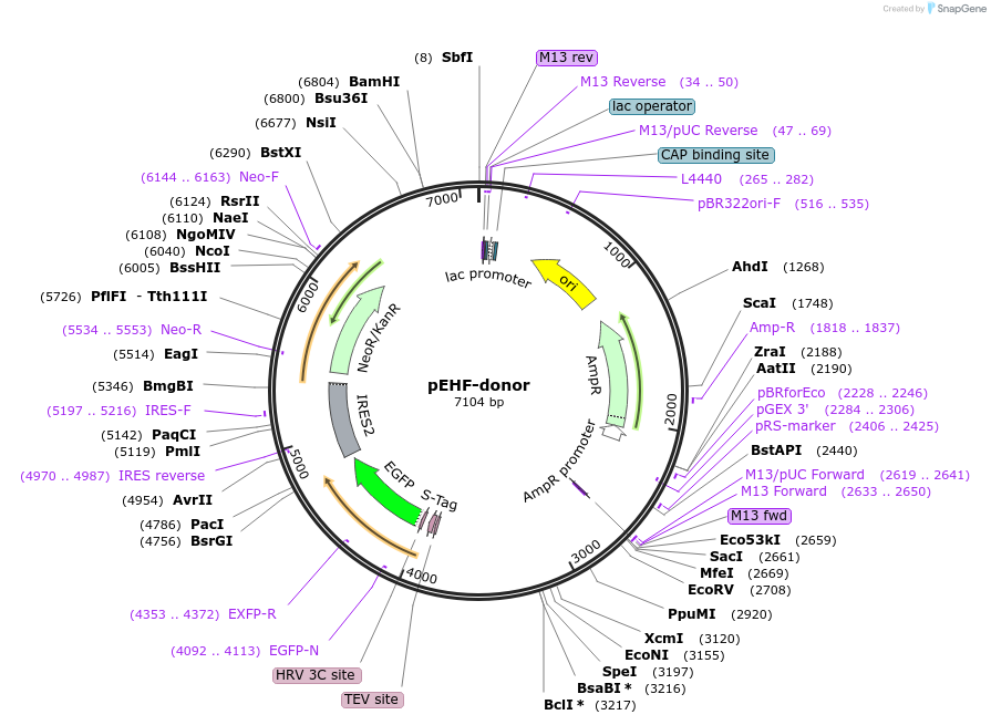 113817-plasmid-map-sequence-id-230183