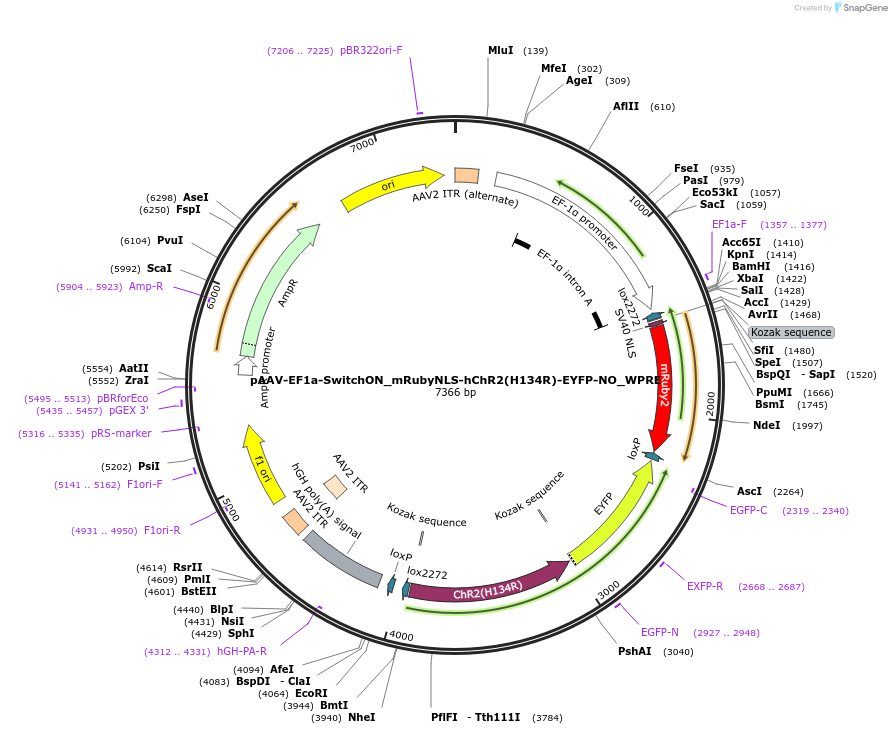 118279-plasmid-map-sequence-id-230184