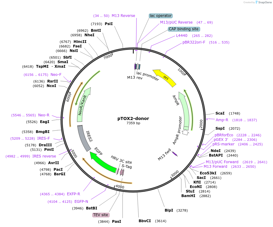 113819-plasmid-map-sequence-id-230186