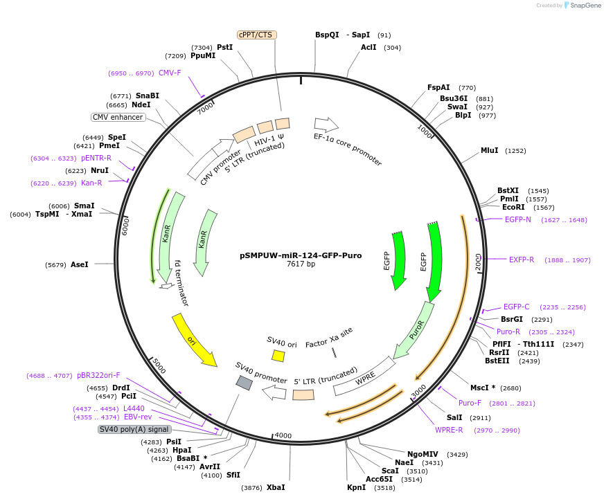 117321-plasmid-map-sequence-id-230191
