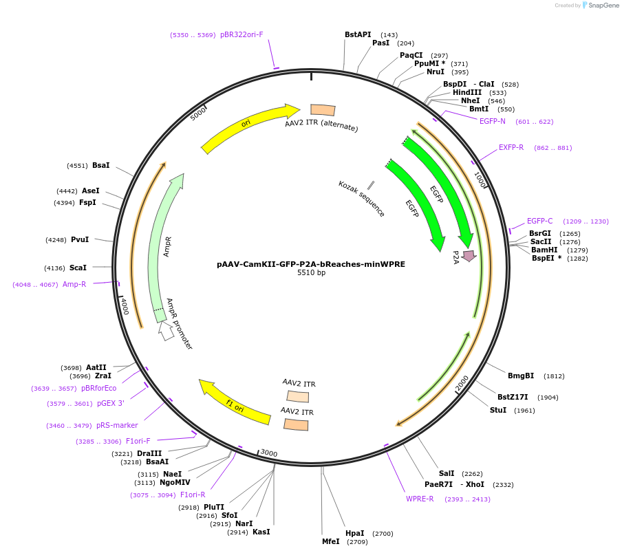 118276-plasmid-map-sequence-id-230192