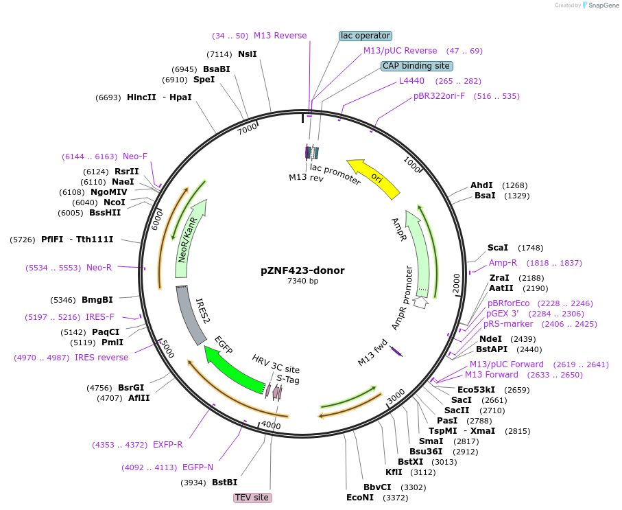 113822-plasmid-map-sequence-id-230193