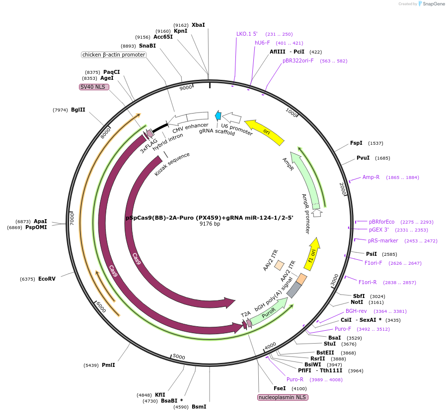 117322-plasmid-map-sequence-id-230194