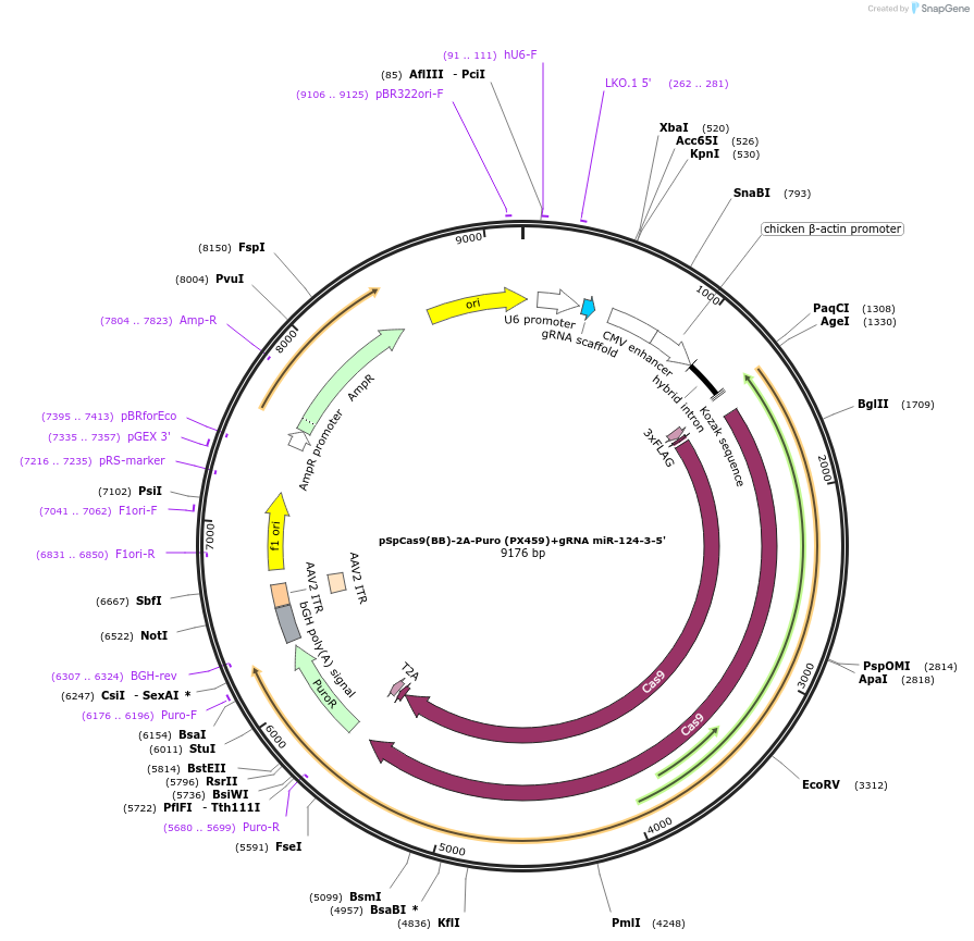 117323-plasmid-map-sequence-id-230197