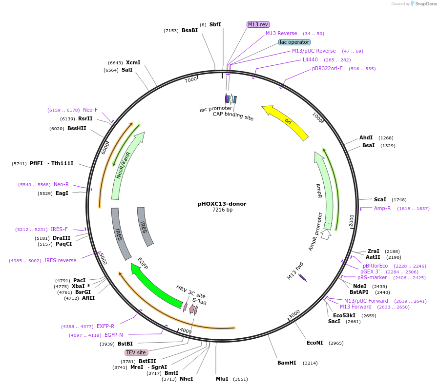 113827-plasmid-map-sequence-id-230204