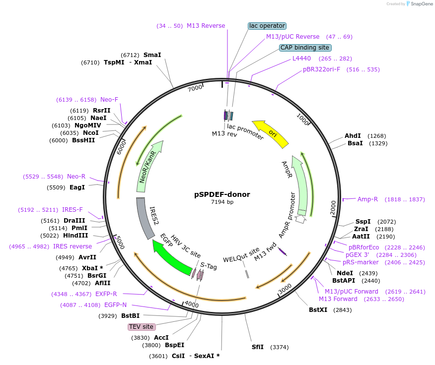 113828-plasmid-map-sequence-id-230205