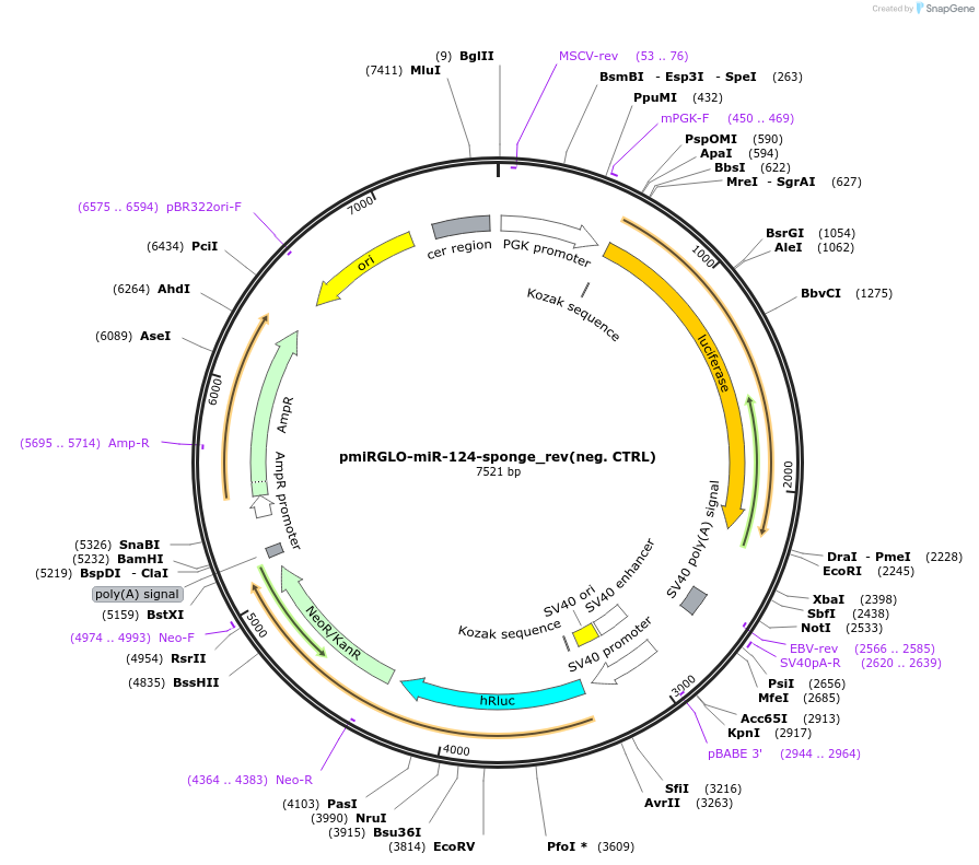 117326-plasmid-map-sequence-id-230212