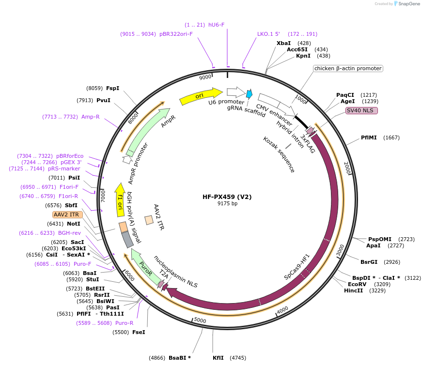 118632-plasmid-map-sequence-id-230217