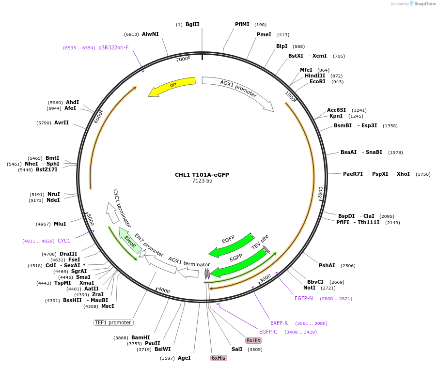 117878-plasmid-map-sequence-id-230223