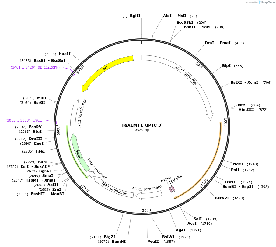 117892-plasmid-map-sequence-id-230228