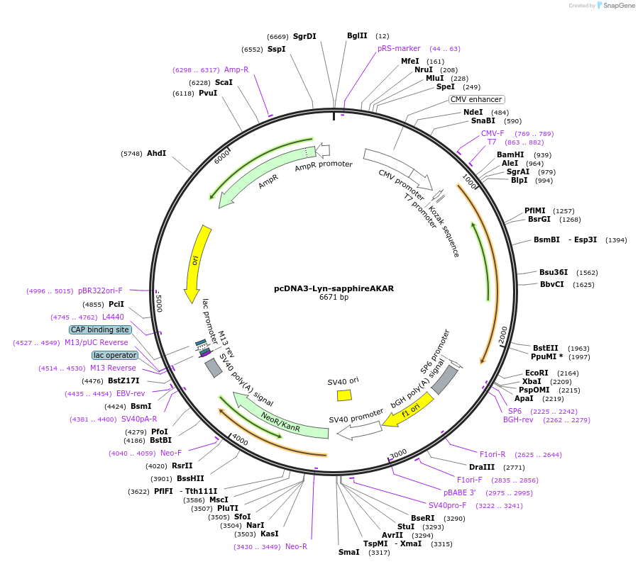 118466-plasmid-map-sequence-id-230229
