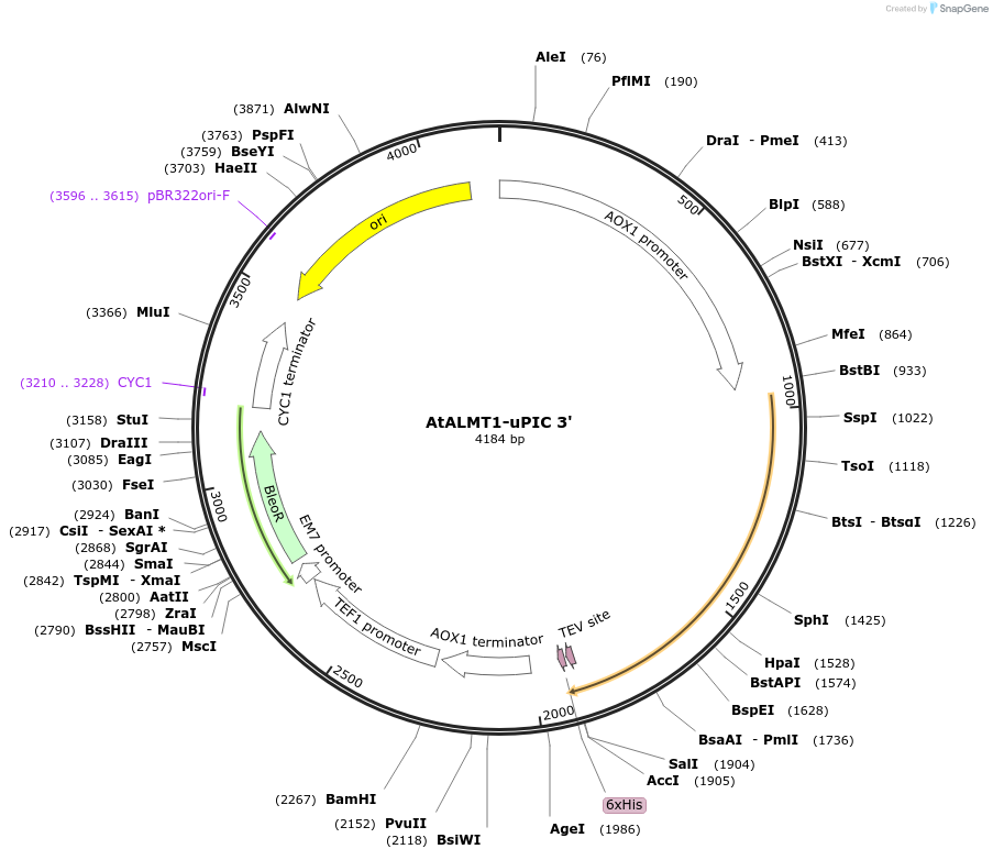 117888-plasmid-map-sequence-id-230233