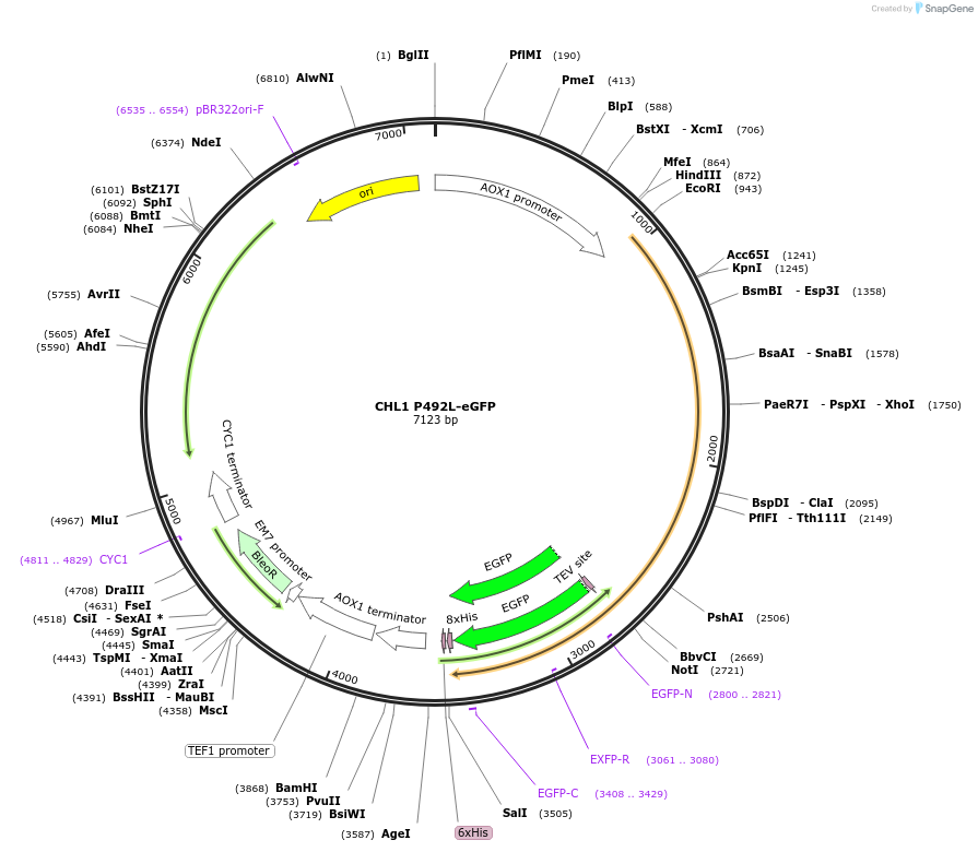 117882-plasmid-map-sequence-id-230234