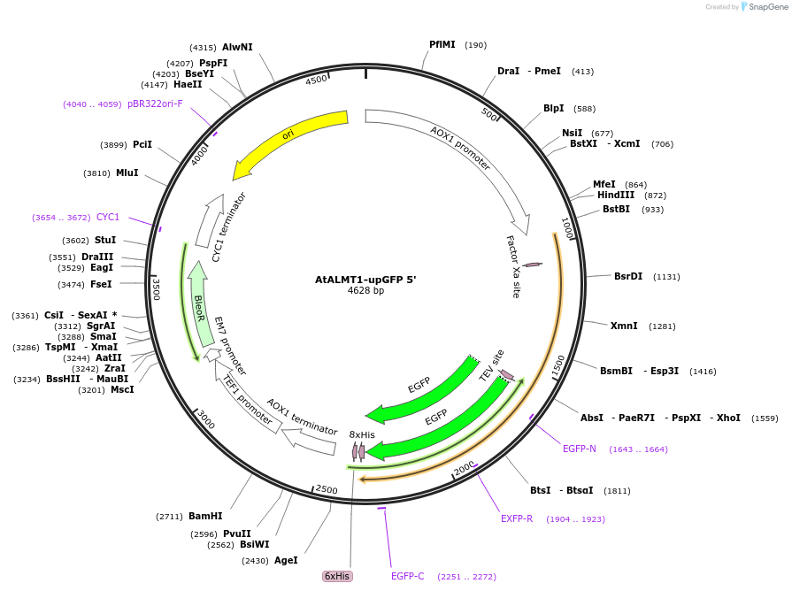 117887-plasmid-map-sequence-id-230235