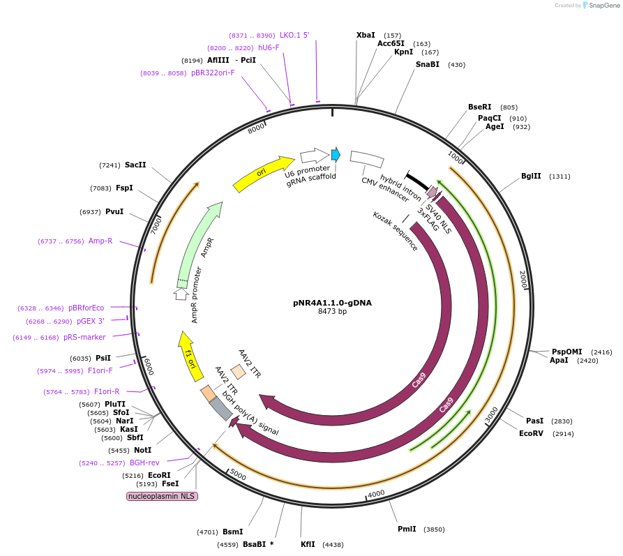 112391-plasmid-map-sequence-id-230237