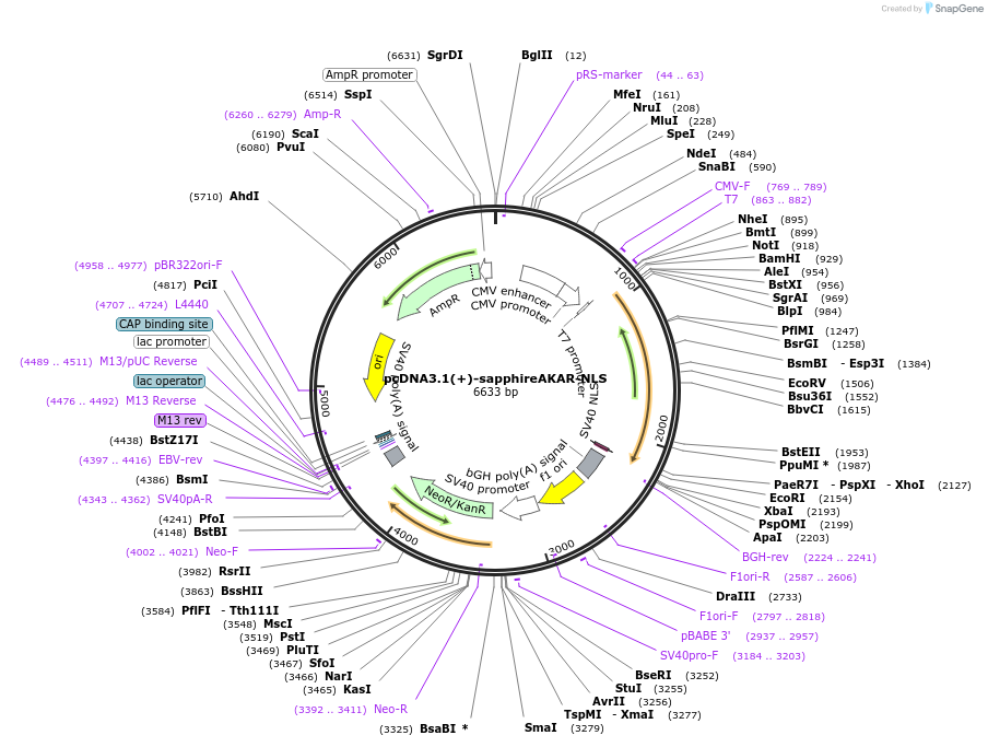118467-plasmid-map-sequence-id-230254