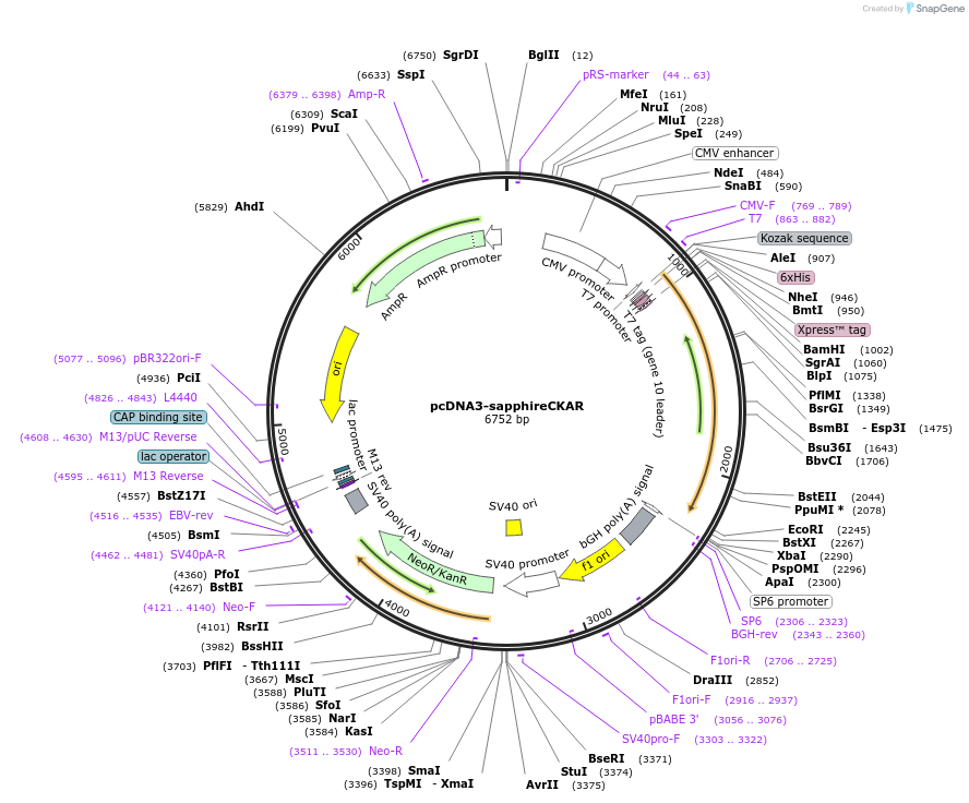 118468-plasmid-map-sequence-id-230256
