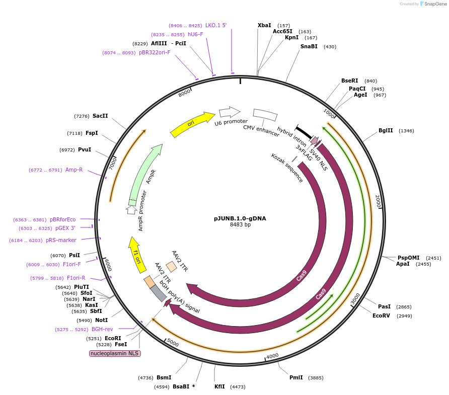 112409-plasmid-map-sequence-id-230268