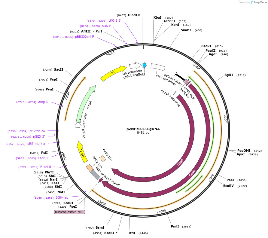 112414-plasmid-map-sequence-id-230285