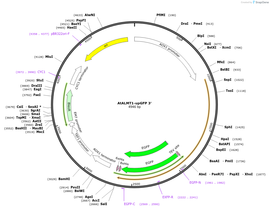 117889-plasmid-map-sequence-id-230312