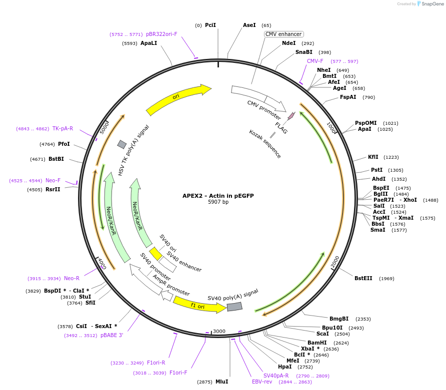 66172-plasmid-map-sequence-id-230313