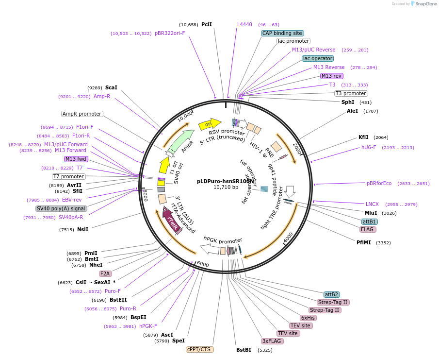 35172-plasmid-map-sequence-id-230317