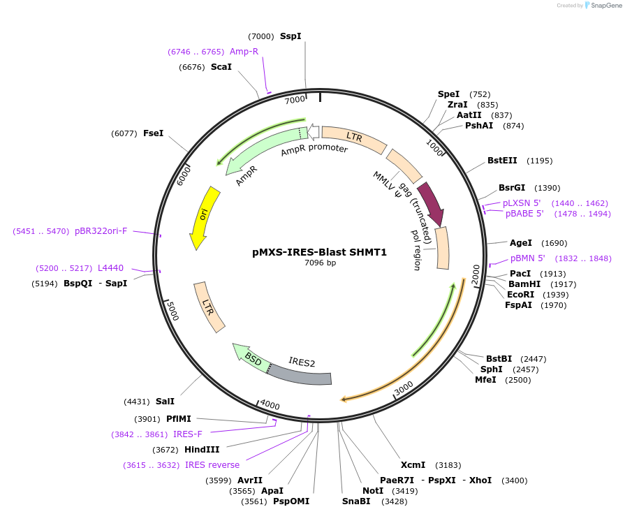 106304-plasmid-map-sequence-id-230318