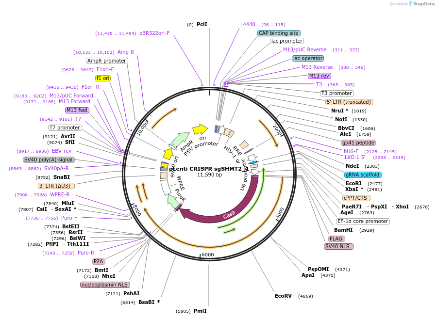 106308-plasmid-map-sequence-id-230320