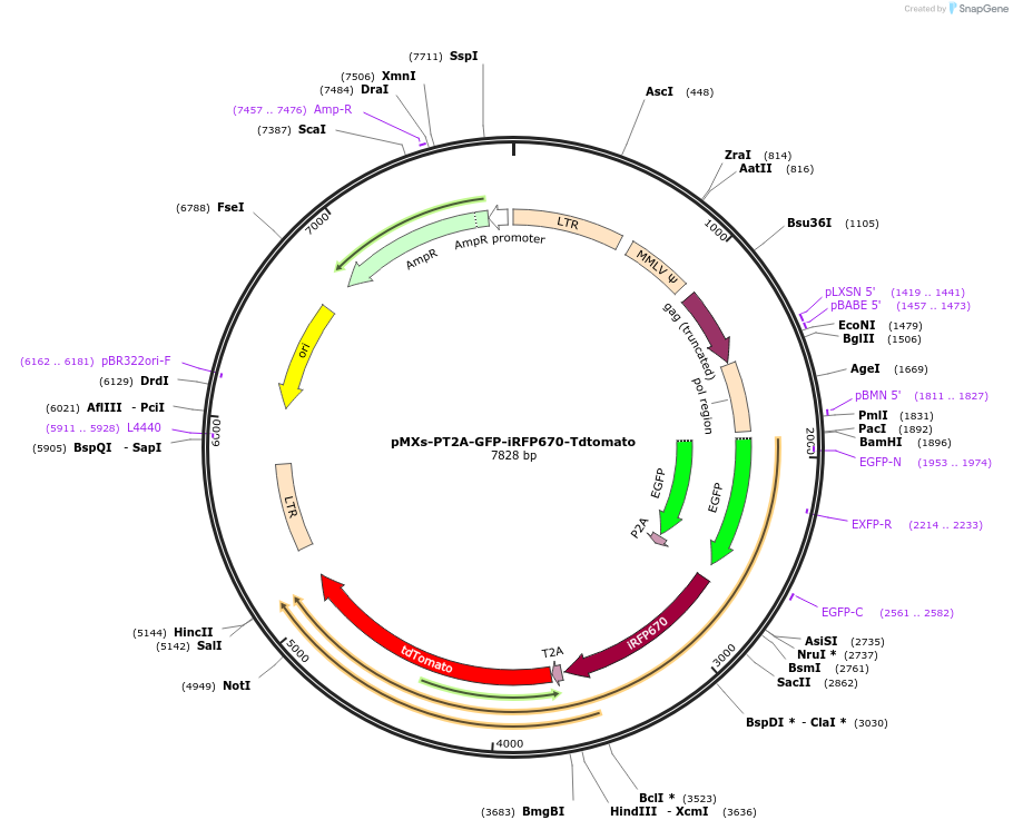111813-plasmid-map-sequence-id-230337