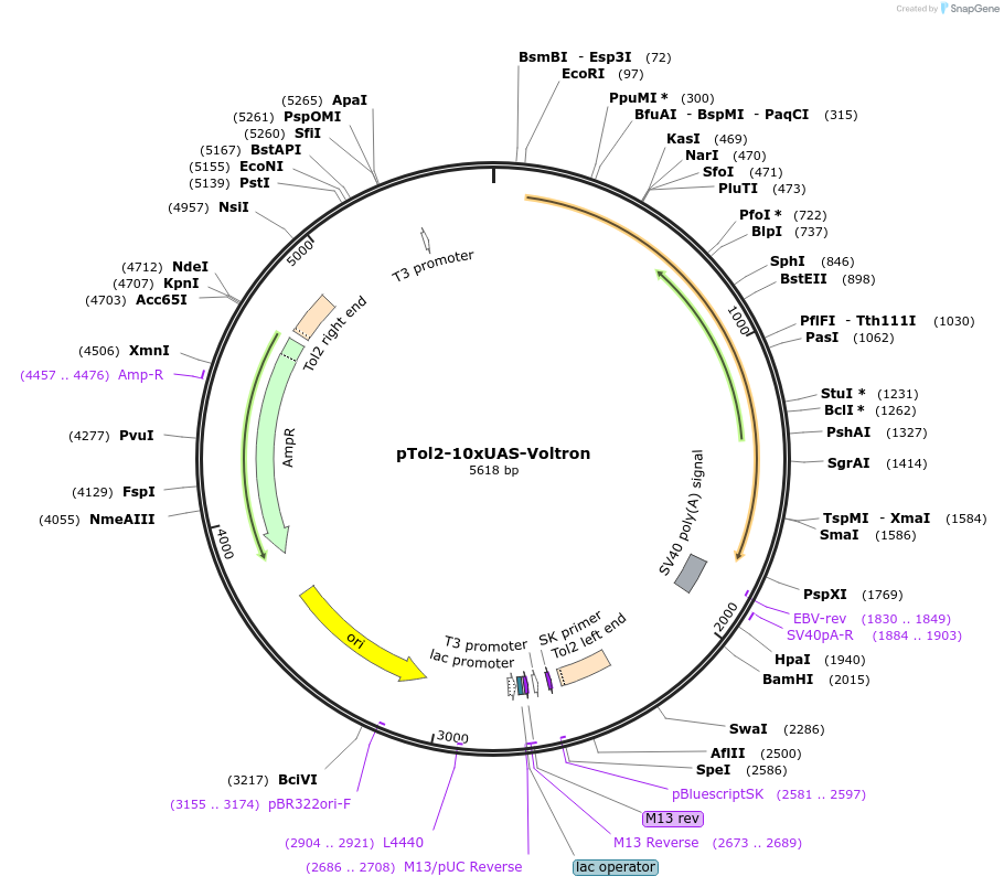 119039-plasmid-map-sequence-id-230341