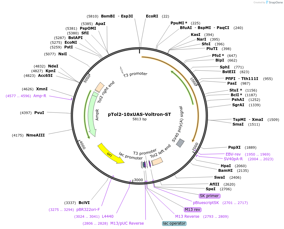 119040-plasmid-map-sequence-id-230343